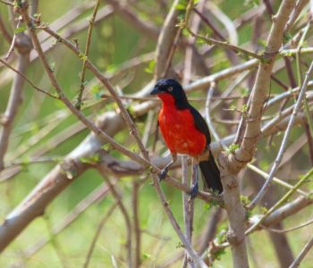 Black-headed Gonolek