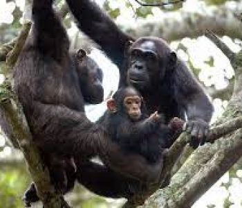 chimpanzee