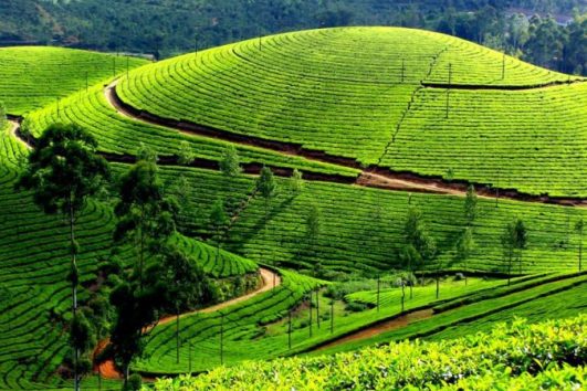 Tea processing experience